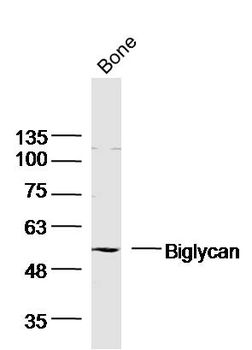 Biglycan Rabbit Polyclonal Antibody