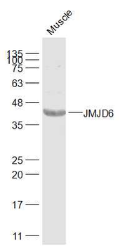 JMJD6 Rabbit Polyclonal Antibody