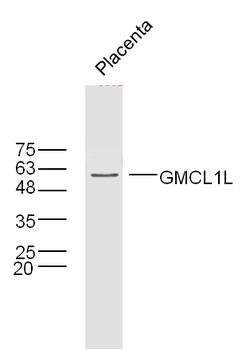GMCL1L Rabbit Polyclonal Antibody