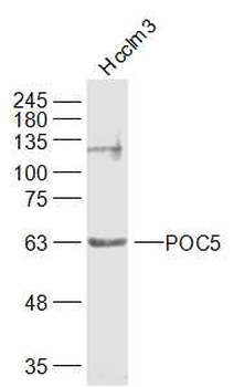 POC5 Rabbit Polyclonal Antibody