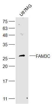 FAM3C Rabbit Polyclonal Antibody