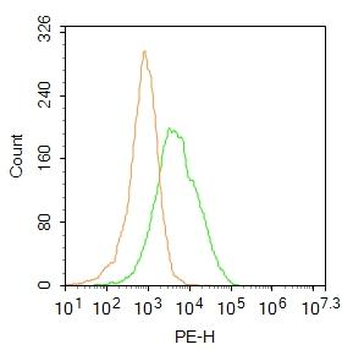 Cyclin M2 Rabbit Polyclonal Antibody