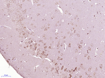 RASL10A Rabbit Polyclonal Antibody