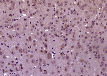 FGF20 Rabbit Polyclonal Antibody