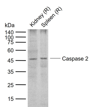 Caspase 2 Rabbit Polyclonal Antibody