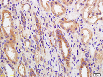 PGRMC Rabbit Polyclonal Antibody