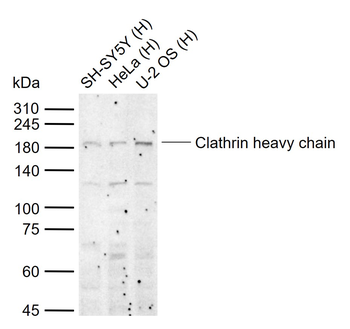 Clathrin heavy chain Rabbit Polyclonal Antibody