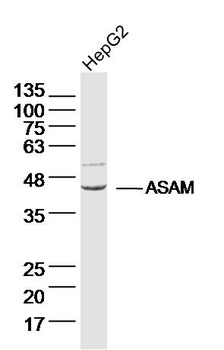 ASAM Rabbit Polyclonal Antibody