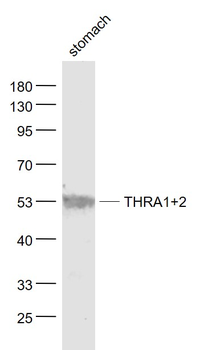 THRA1+2 Rabbit Polyclonal Antibody