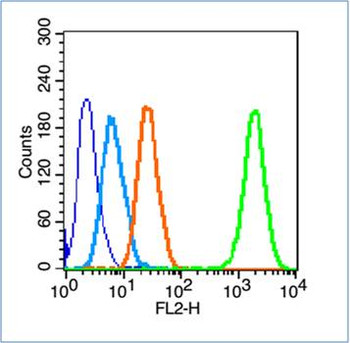 Bone Alkaline Phosphatase Rabbit Polyclonal Antibody