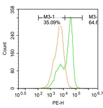 HSD17B6 Rabbit Polyclonal Antibody