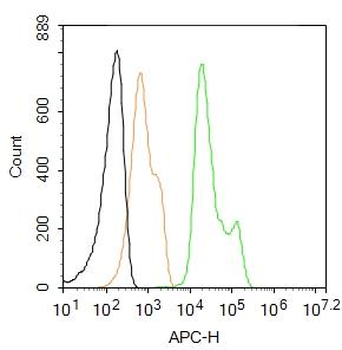 ZO-1/TJP1 Rabbit Polyclonal Antibody (APC)