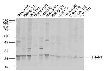 THAP1 Rabbit Polyclonal Antibody