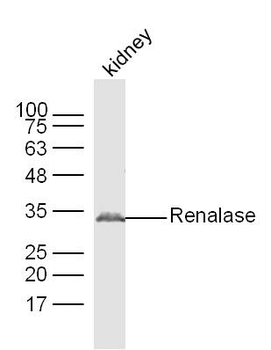 Renalase Rabbit Polyclonal Antibody