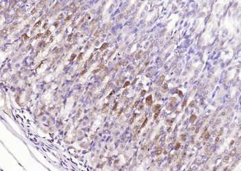 F-Actin Rabbit Polyclonal Antibody