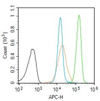 SET Rabbit Polyclonal Antibody