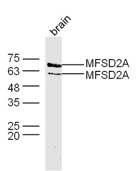 MFSD2A Rabbit Polyclonal Antibody