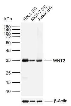WNT2 Rabbit Polyclonal Antibody