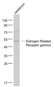 Estrogen Related Receptor gamma Rabbit Polyclonal Antibody