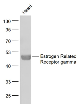 Estrogen Related Receptor gamma Rabbit Polyclonal Antibody