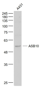 ASB10 Rabbit Polyclonal Antibody