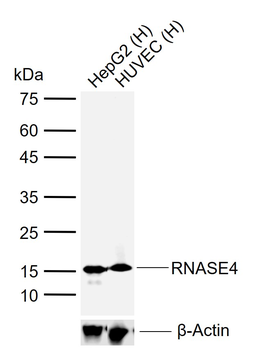 RNASE4 Rabbit Polyclonal Antibody