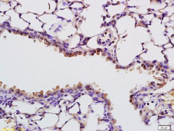 RNASE4 Rabbit Polyclonal Antibody