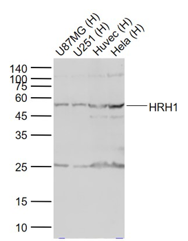 HRH1 Rabbit Polyclonal Antibody