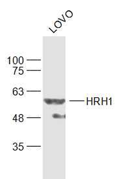 HRH1 Rabbit Polyclonal Antibody
