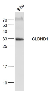CLDND1 Rabbit Polyclonal Antibody