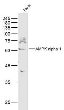 AMPK alpha 1 Rabbit Polyclonal Antibody