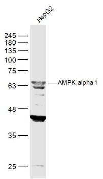 AMPK alpha 1 Rabbit Polyclonal Antibody