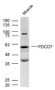 PDCD7 Rabbit Polyclonal Antibody