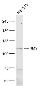 JMY Rabbit Polyclonal Antibody