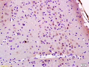 JMY Rabbit Polyclonal Antibody