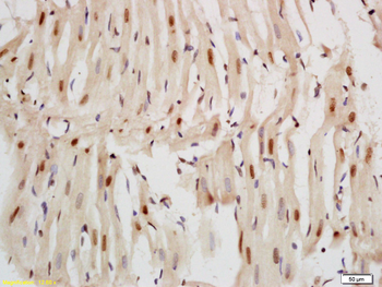 Nkx2.5 Rabbit Polyclonal Antibody
