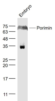 Porimin Rabbit Polyclonal Antibody