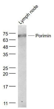 Porimin Rabbit Polyclonal Antibody