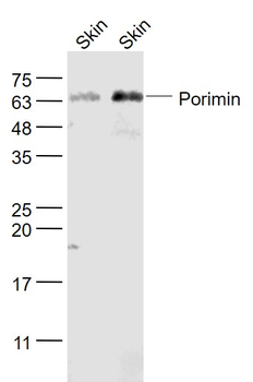 Porimin Rabbit Polyclonal Antibody