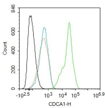 NUF2 Rabbit Polyclonal Antibody