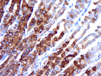 PRC1 Rabbit Polyclonal Antibody
