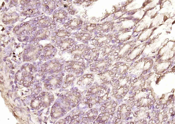 PSF2 Rabbit Polyclonal Antibody