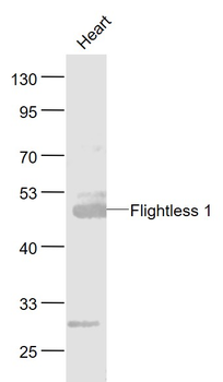 FLII Rabbit Polyclonal Antibody
