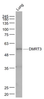 DMRT3 Rabbit Polyclonal Antibody