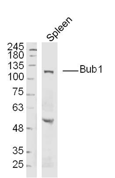 Bub1 Rabbit Polyclonal Antibody