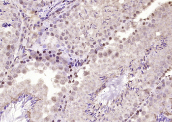 PCGF1 Rabbit Polyclonal Antibody