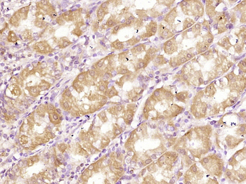 RELM beta Rabbit Polyclonal Antibody
