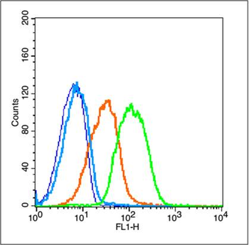 ADAM28 Rabbit Polyclonal Antibody
