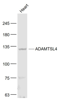 ADAMTSL4 Rabbit Polyclonal Antibody