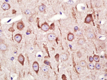 GADD45B Rabbit Polyclonal Antibody